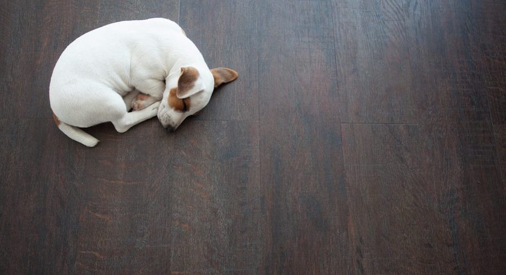 wit-bruine hond ligt op donker houten vloer